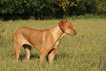 junger Rhodesian Ridgeback / young Rhodesian Ridgeback