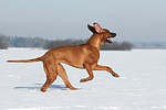 rennender Rhodesian Ridgeback / running Rhodesian Ridgeback