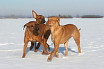 3 Rhodesian Ridgebacks im Schnee / 3 Rhodesian Ridgebacks in snow