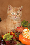 Britisch Kurzhaar Kätzchen / british shorthair kitten