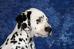 Dalmatiner Welpe / dalmatian puppy