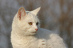 Hauskatze Portrait / domestic cat portrait