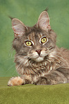 Maine Coon