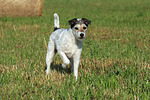 Parson Russell Terrier