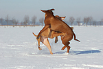 spielende Rhodesian Ridgebacks / playing Rhodesian Ridgebacks