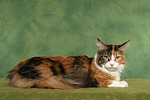Maine Coon