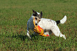 Parson Russell Terrier