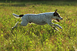 Parson Russell Terrier