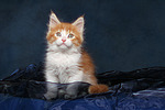 Maine Coon Kätzchen / maine coon kitten