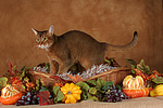 Abessinier / abyssinian cat