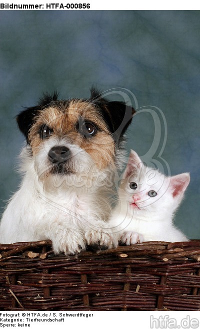 Parson Russell Terrier und Kätzchen / parson russell terrier and kitten / HTFA-000856