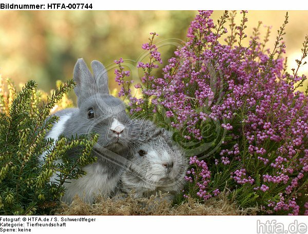 Meerschwein und Zwergkaninchen / guninea pig and dwarf rabbit / HTFA-007744