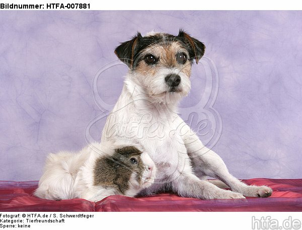 Parson Russell Terrier und Meerschwein / dog and guninea pig / HTFA-007881