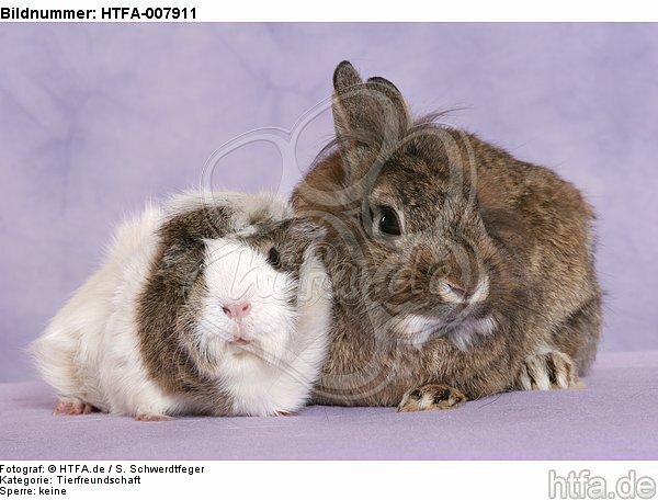 Meerschwein und Zwergkaninchen / guninea pig and dwarf rabbit / HTFA-007911