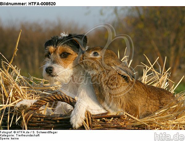Parson Russell Terrier und Widderkaninchen / prt and bunny / HTFA-008520