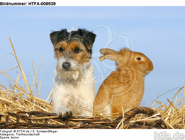 Parson Russell Terrier und Zwergkaninchen / prt and dwarf rabbit / HTFA-008539