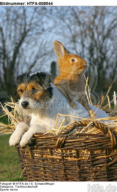 Parson Russell Terrier und Zwergkaninchen / prt and dwarf rabbit / HTFA-008544
