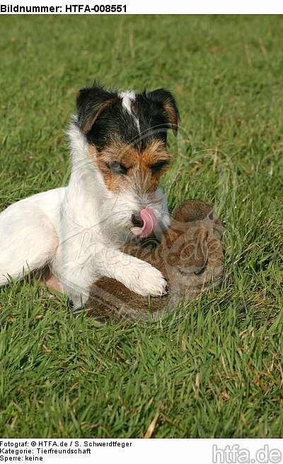 Parson Russell Terrier und Widderkaninchen / prt and lop-eared bunny / HTFA-008551