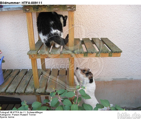 Parson Russell Terrier und Hauskatze / PRT and domestic cat / HTFA-009111