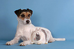 Parson Russell Terrier und Zwergkaninchen / prt and bunny