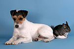 Parson Russell Terrier und Chinchilla / prt and chinchilla