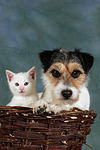 Parson Russell Terrier und Kätzchen / parson russell terrier and kitten