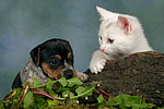 Jack Russell Terrier Welpe und Kätzchen / jack russell terrier puppy and kitten