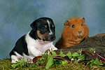 Jack Russell Terrier Welpe und Meerschwein / jack russell terrier puppy and guninea pig