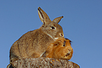 Meerschwein und Kaninchen / guninea pig and rabbit