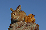 Meerschwein und Kaninchen / guninea pig and rabbit
