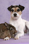 Parson Russell Terrier und Zwergkaninchen / dog and dwarf rabbit