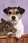Parson Russell Terrier und Zwergkaninchen / dog and dwarf rabbit