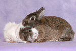 Meerschwein und Zwergkaninchen / guninea pig and dwarf rabbit
