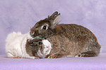 Meerschwein und Zwergkaninchen / guninea pig and dwarf rabbit