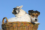 Parson Russell Terrier und Zwergkaninchen / prt and dwarf rabbit