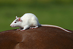 Farbratte sitzt auf Pferd / rat sits on horse