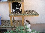 Parson Russell Terrier und Hauskatze / PRT and domestic cat