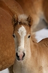 Haflinger Fohlen / haflinger horse foal