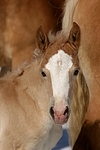 Haflinger Fohlen / haflinger horse foal