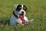 spielender Parson Russell Terrier Welpe / playing PRT puppy