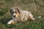 Miniature Australian Shepherd Welpe / miniature australian shepherd puppy