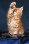 Maine Coon Kätzchen / maine coon kitten