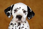 Dalmatiner Welpe / dalmatian puppy