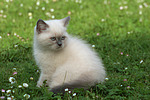 Britisch Kurzhaar Kätzchen / british shorthair kitten