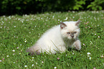 Britisch Kurzhaar Kätzchen / british shorthair kitten