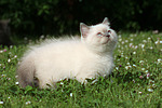 Britisch Kurzhaar Kätzchen / british shorthair kitten