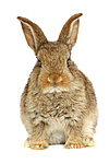 Zwergkaninchen / dwarf rabbit