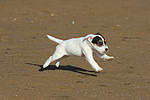 Parson Russell Terrier Welpe / parson russell terrier puppy