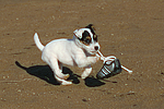 Parson Russell Terrier Welpe / parson russell terrier puppy