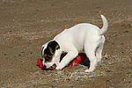 Parson Russell Terrier Welpe / parson russell terrier puppy